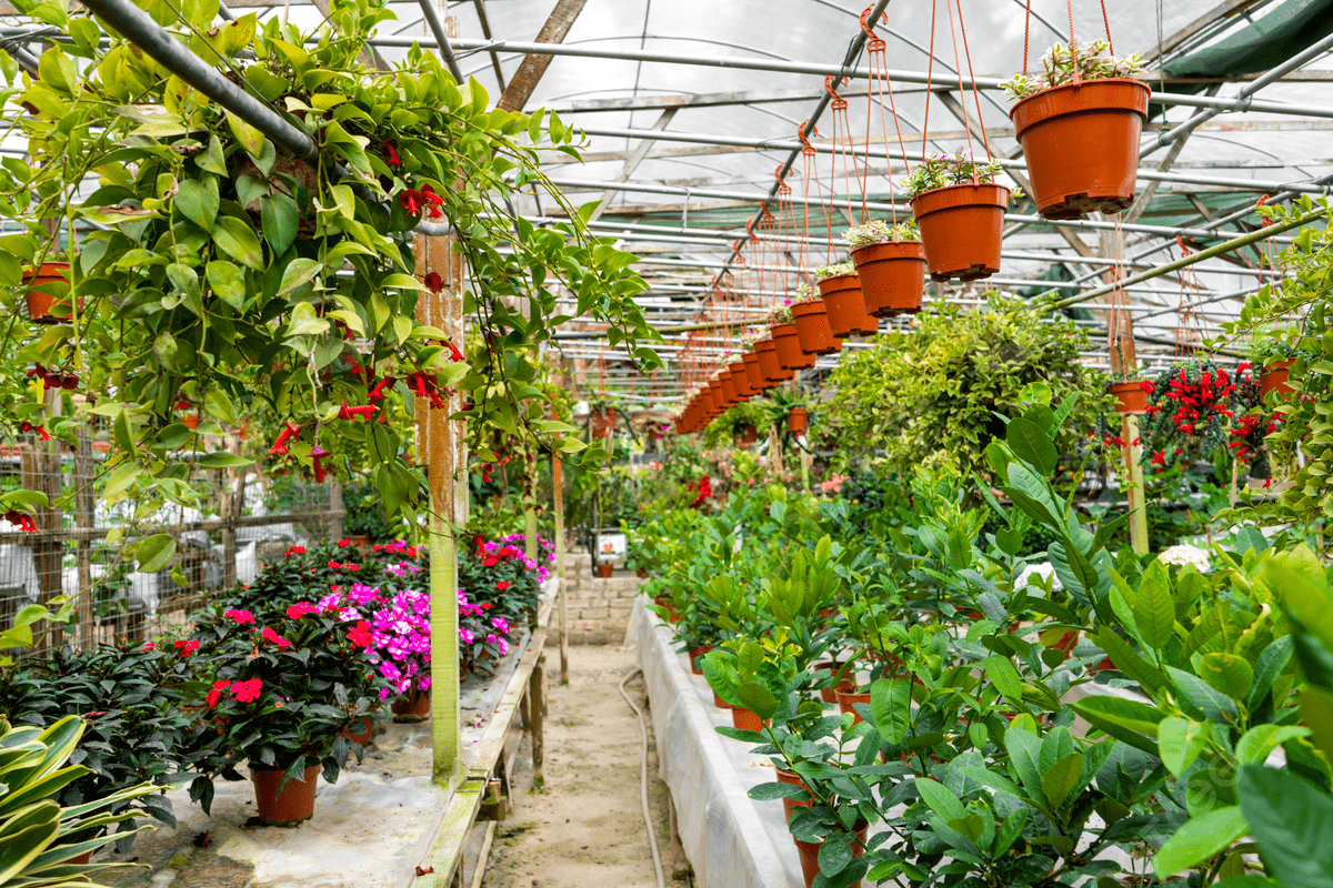 Kadiyam Gopala Krishna Nursery
